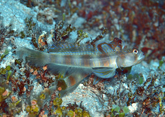 Amblyeleotris arcupinna
