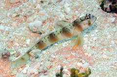 Amblyeleotris arcupinna