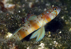 Amblyeleotris arcupinna