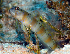Amblyeleotris arcupinna