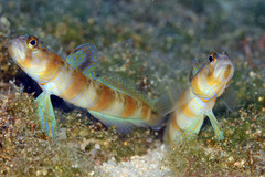 Amblyeleotris arcupinna