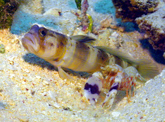 Amblyeleotris arcupinna