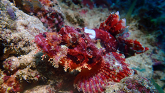 Scorpaenopsis oxycephalus