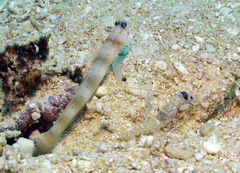 Amblyeleotris arcupinna