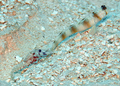 Amblyeleotris arcupinna