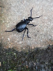 Meloe proscarabaeus