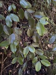 Calyptranthes sintenisii