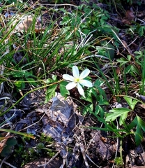 Anemonoides nemorosa