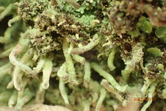 Cladonia subradiata