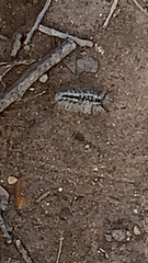 Dasychira meridionalis