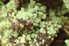 Cladonia subradiata