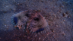 Dactylopterus volitans