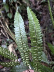 Adiantum pulverulentum