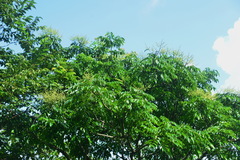 Meliosma rhoifolia