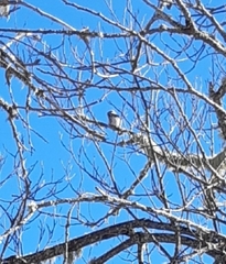 Glaucidium passerinum