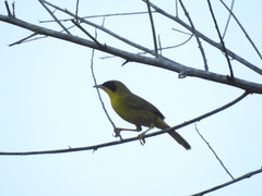Geothlypis aequinoctialis