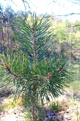 Pinus sylvestris