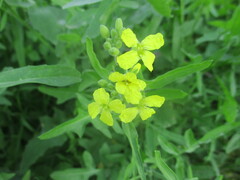 Sisymbrium orientale