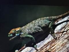 Taita Blade-Horned Chameleon photo 3