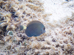 Acanthurus chirurgus