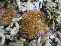 Fungia fungites
