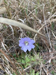 Pinguicula caerulea