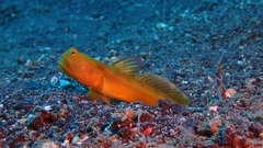 Cryptocentrus fasciatus