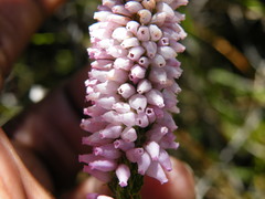 Erica evansii