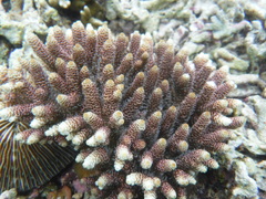 Acropora millepora