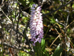 Erica evansii