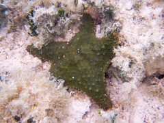 Oreaster reticulatus