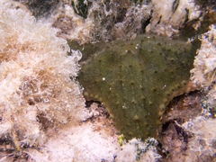 Oreaster reticulatus