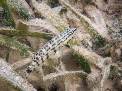 Serranus tigrinus