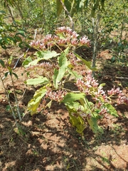 Gymnanthemum amygdalinum