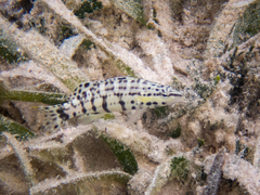 Serranus tigrinus
