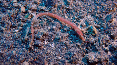 Syngnathidae