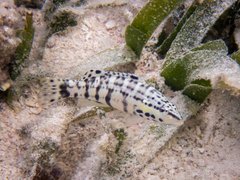 Serranus tigrinus