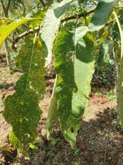Gymnanthemum amygdalinum