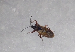 Gastrodes abietum