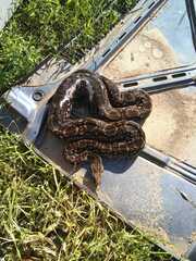 Boa constrictor occidentalis