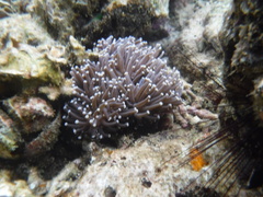 Euphyllia glabrescens