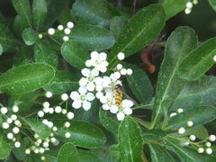 Episyrphus balteatus