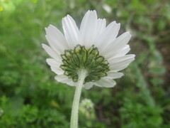 Anthemis chia