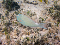 Sparisoma chrysopterum