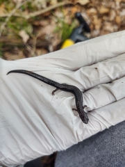 Plethodon electromorphus