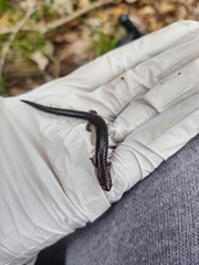 Plethodon electromorphus