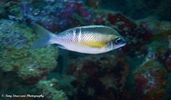 Scolopsis margaritifera