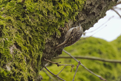 Certhia brachydactyla