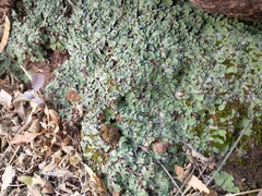 Plagiochasma rupestre