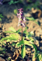 Corydalis cava